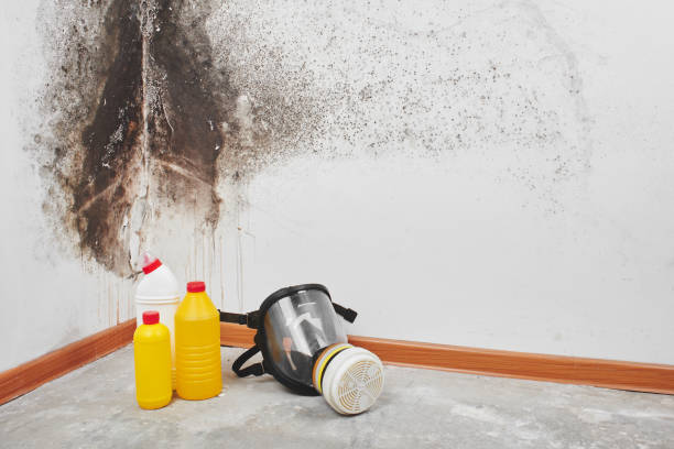 Best Residential Mold Removal  in Northfield, MN