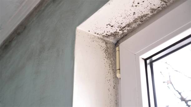 Mold Removal and Inspection in Northfield, MN