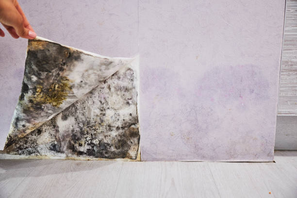 Best Mold Removal and Inspection  in Northfield, MN